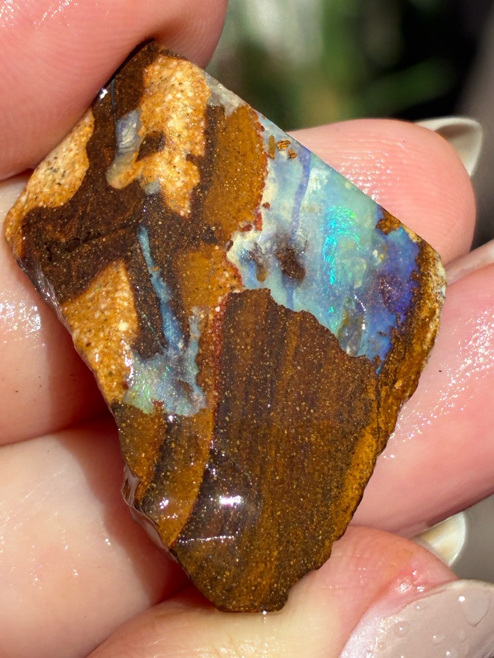 Beautiful 43ct Australian Boulder Opal Rough Loose Specimen P